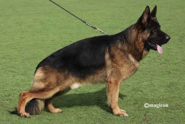 du Mistral Allemand - 2 Femelles 14 Mois disponible sur Wacron de AURINGIS