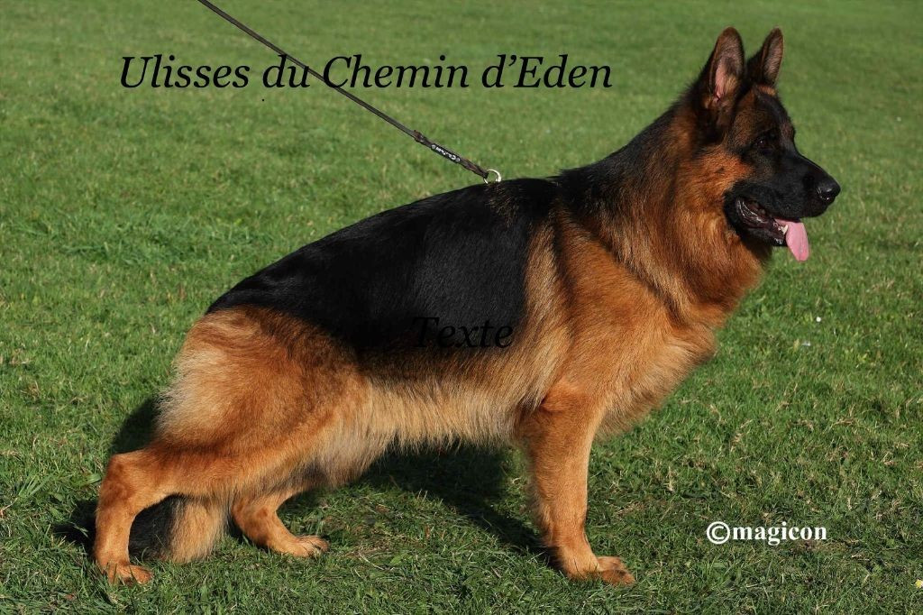 Chiots Seville du Mistral Allemand/ Ulisses du chemin d'Eden