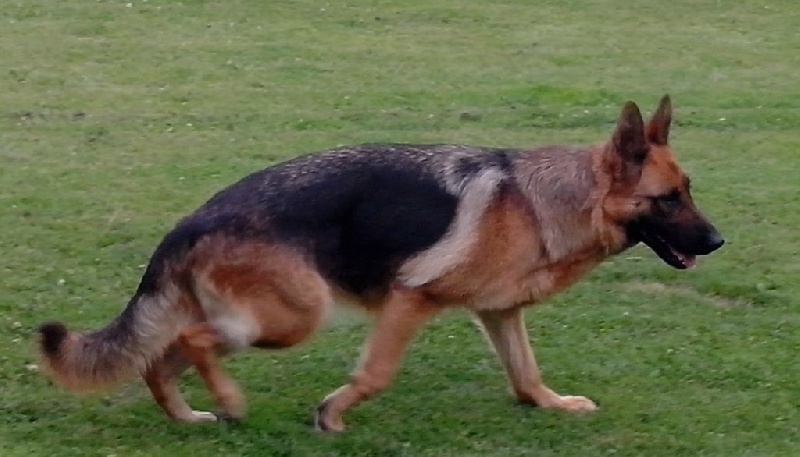 Faustie DU VAL DE BERN