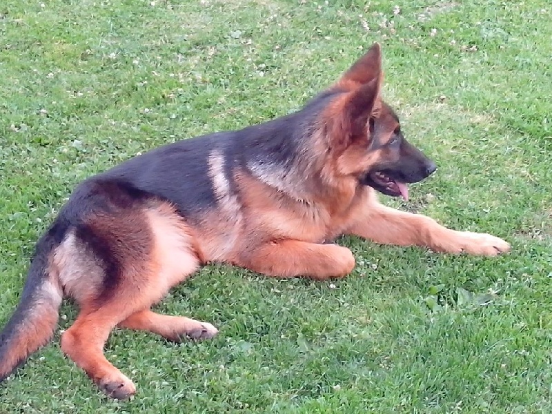 JOY DU VAL D'ANZIN