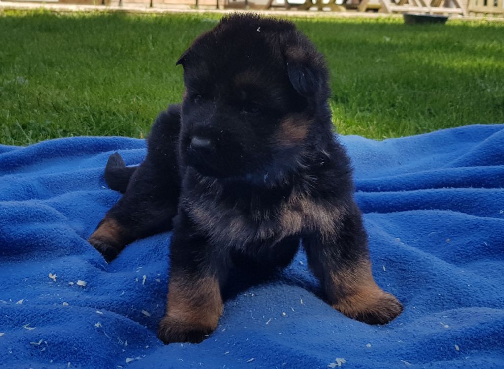 du Mistral Allemand - Chiots disponibles - Berger Allemand