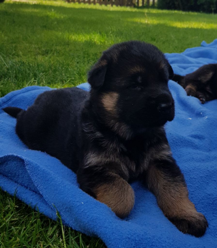du Mistral Allemand - Chiots disponibles - Berger Allemand