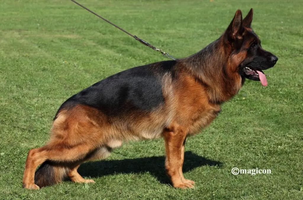 Chiot Berger Allemand du Mistral Allemand