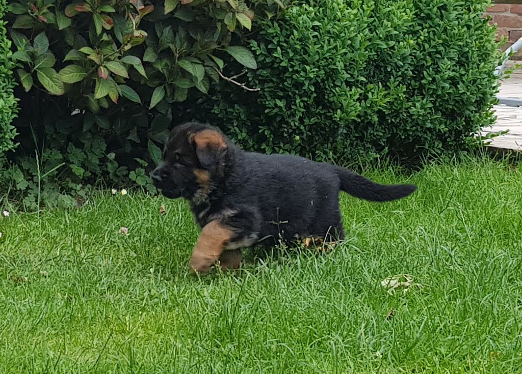 du Mistral Allemand - Chiots disponibles - Berger Allemand